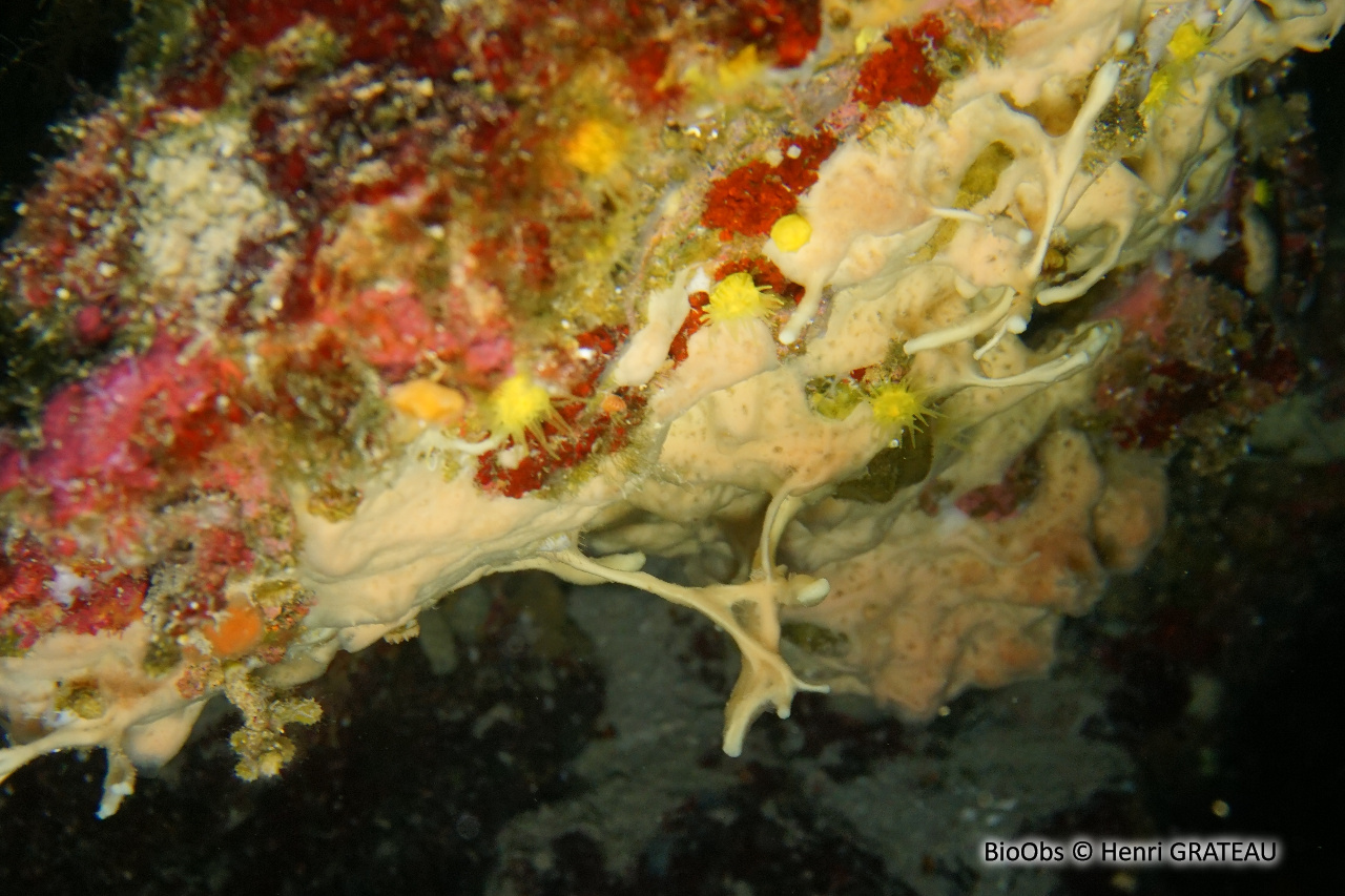 Eponge baveuse à languettes - Haliclona mucosa - Henri GRATEAU - BioObs