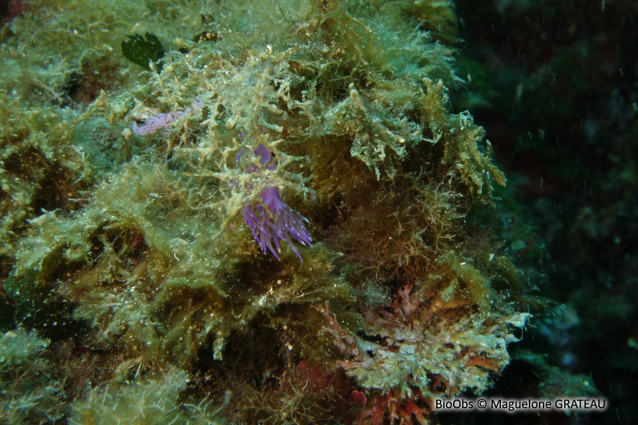 Flabelline mauve ponte - Flabellina - Maguelone GRATEAU - BioObs