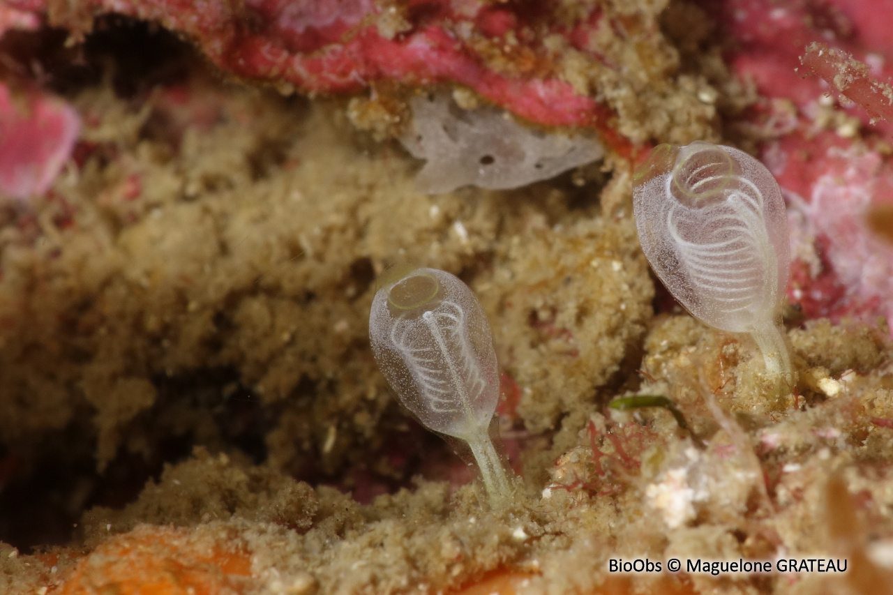 Clavelines naines - Pycnoclavella communis/ nana - Maguelone GRATEAU - BioObs