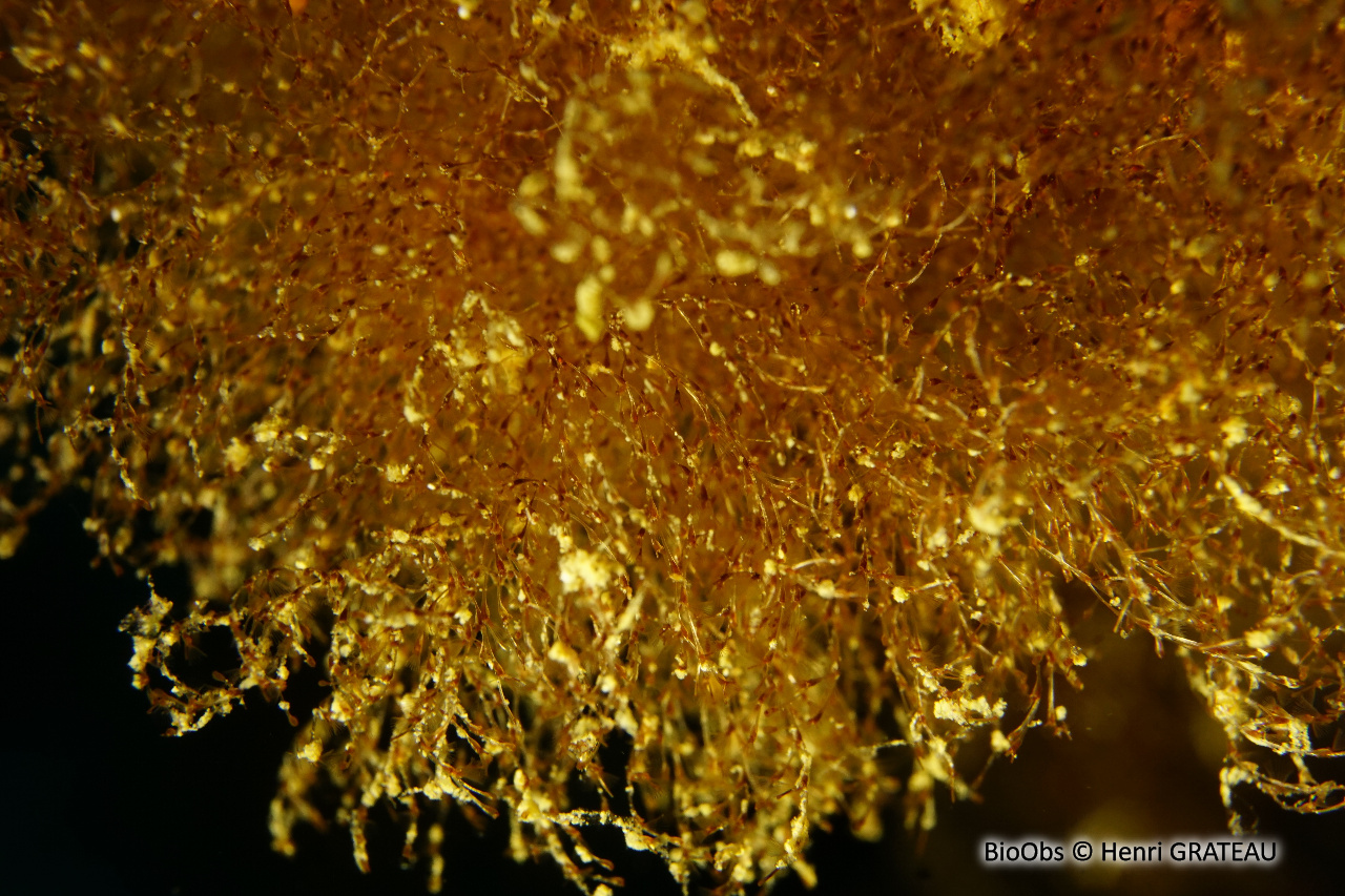 Bryozoaire pelote de crin - Savignyella lafontii - Henri GRATEAU - BioObs