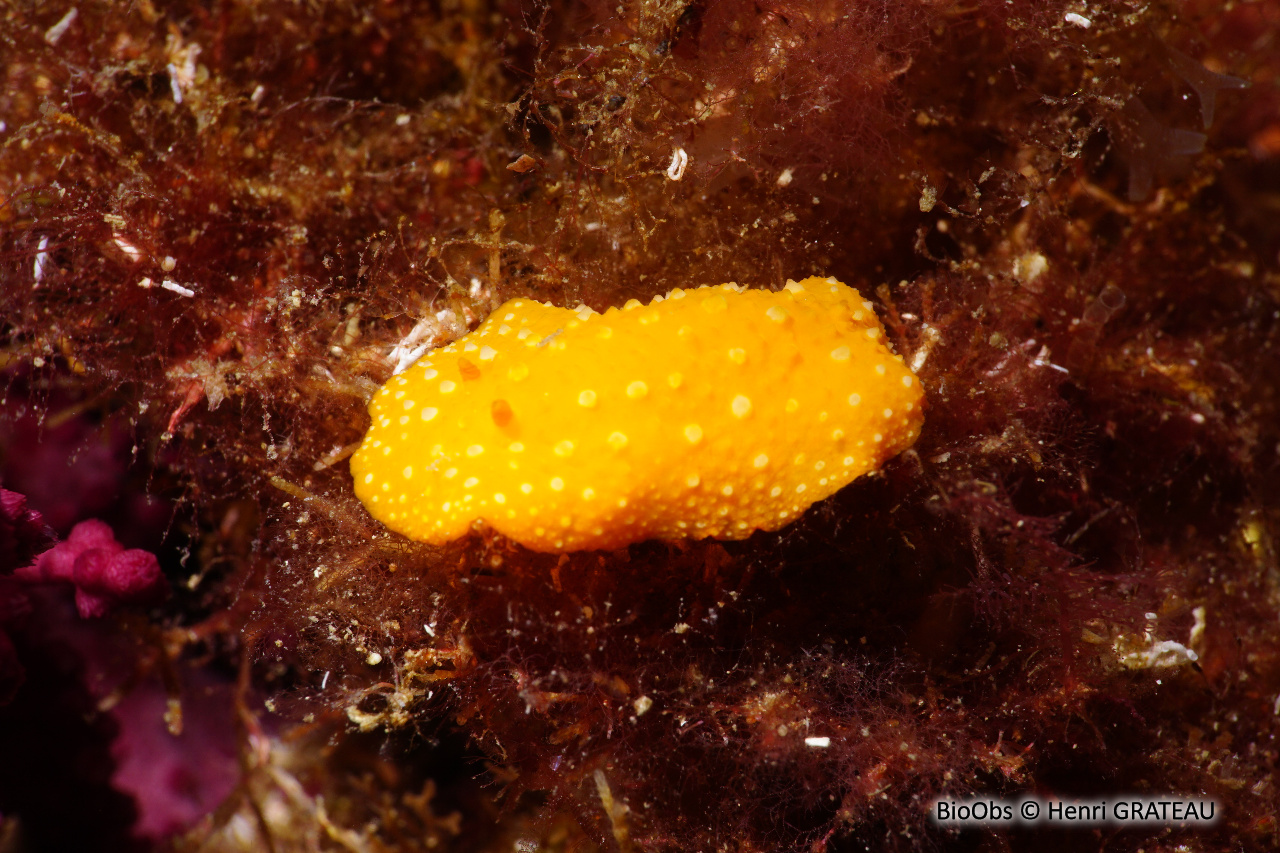 Phyllis à ponctuations blanches - Phyllidia flava - Henri GRATEAU - BioObs