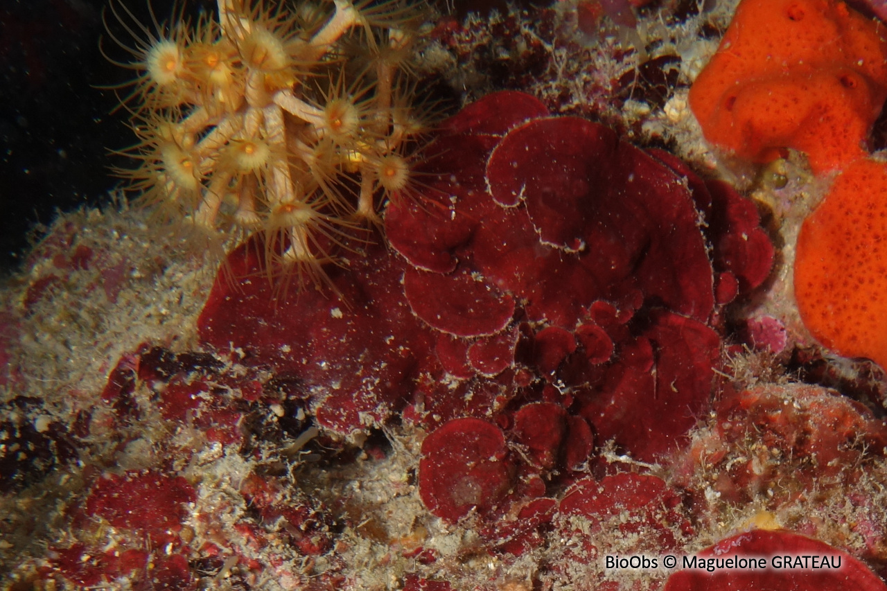 Peyssonnele rouge - Peyssonnelia rubra - Maguelone GRATEAU - BioObs
