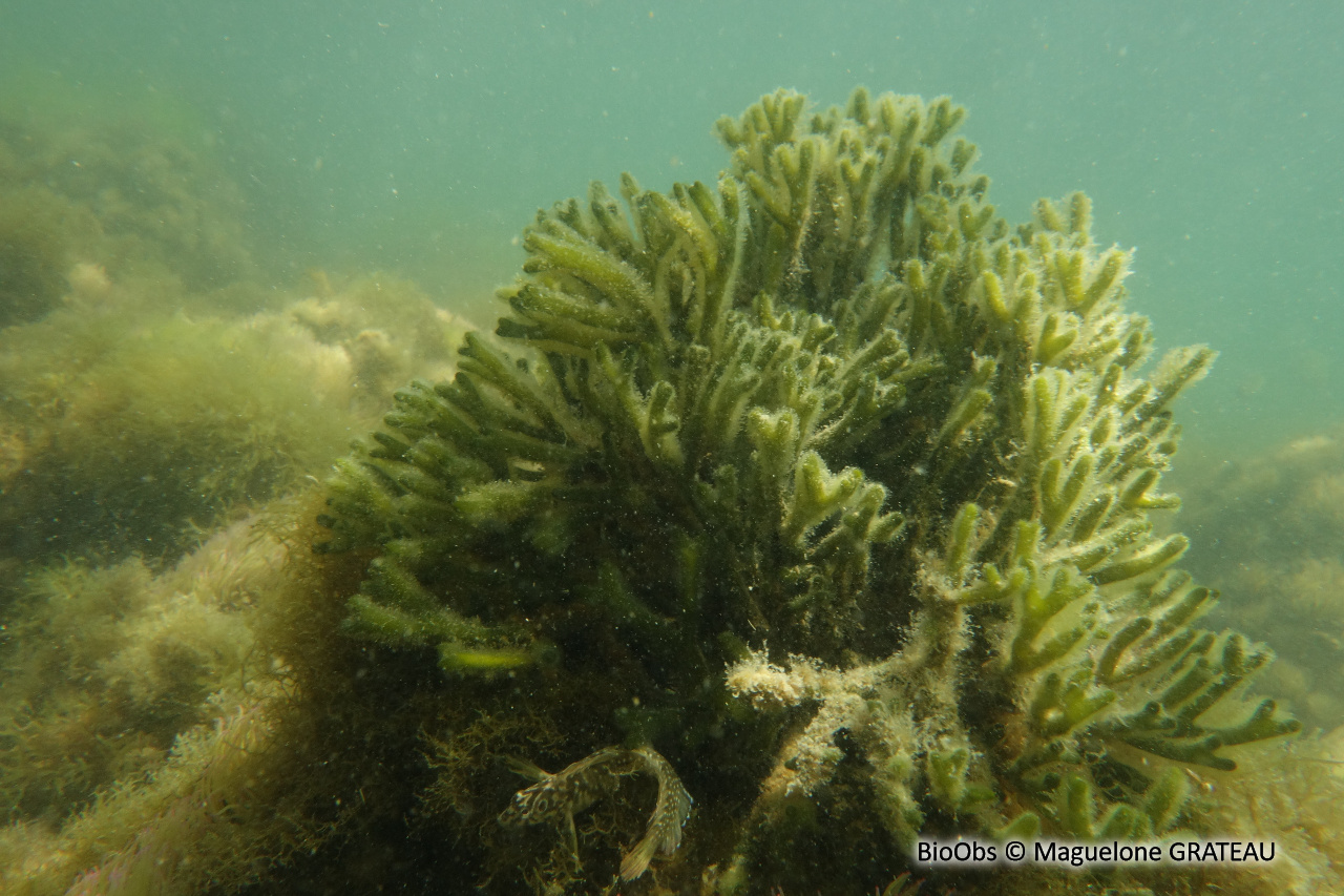 Codium fragile - Codium fragile - Maguelone GRATEAU - BioObs