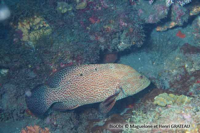 Mérou de roche Caraïbes - Cephalopholis cruentata - Maguelone GRATEAU - BioObs