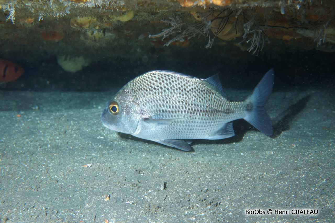 Lippu croupia - Anisotremus surinamensis - Henri GRATEAU - BioObs
