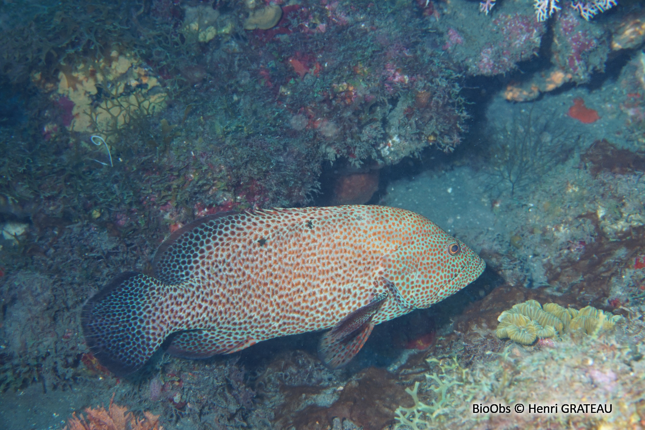Mérou de roche Caraïbes - Cephalopholis cruentata - Henri GRATEAU - BioObs