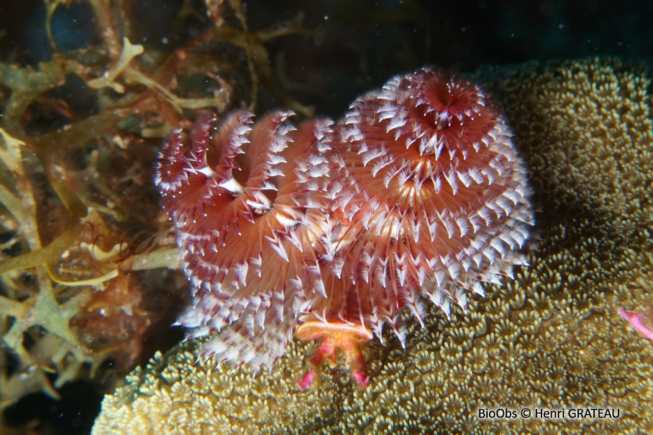 Ver arbre de Noël - Spirobranchus giganteus - Henri GRATEAU - BioObs