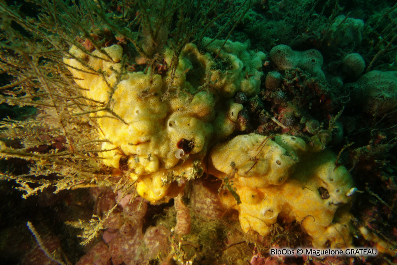 Didemne jaune - Polysyncraton bilobatum - Maguelone GRATEAU - BioObs