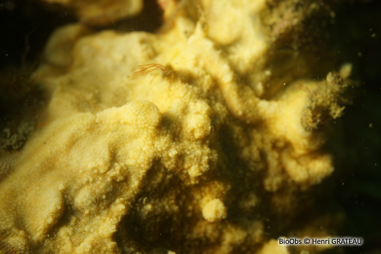 Parasmittine de Rouville - Parasmittina rouvillei - Henri GRATEAU - BioObs