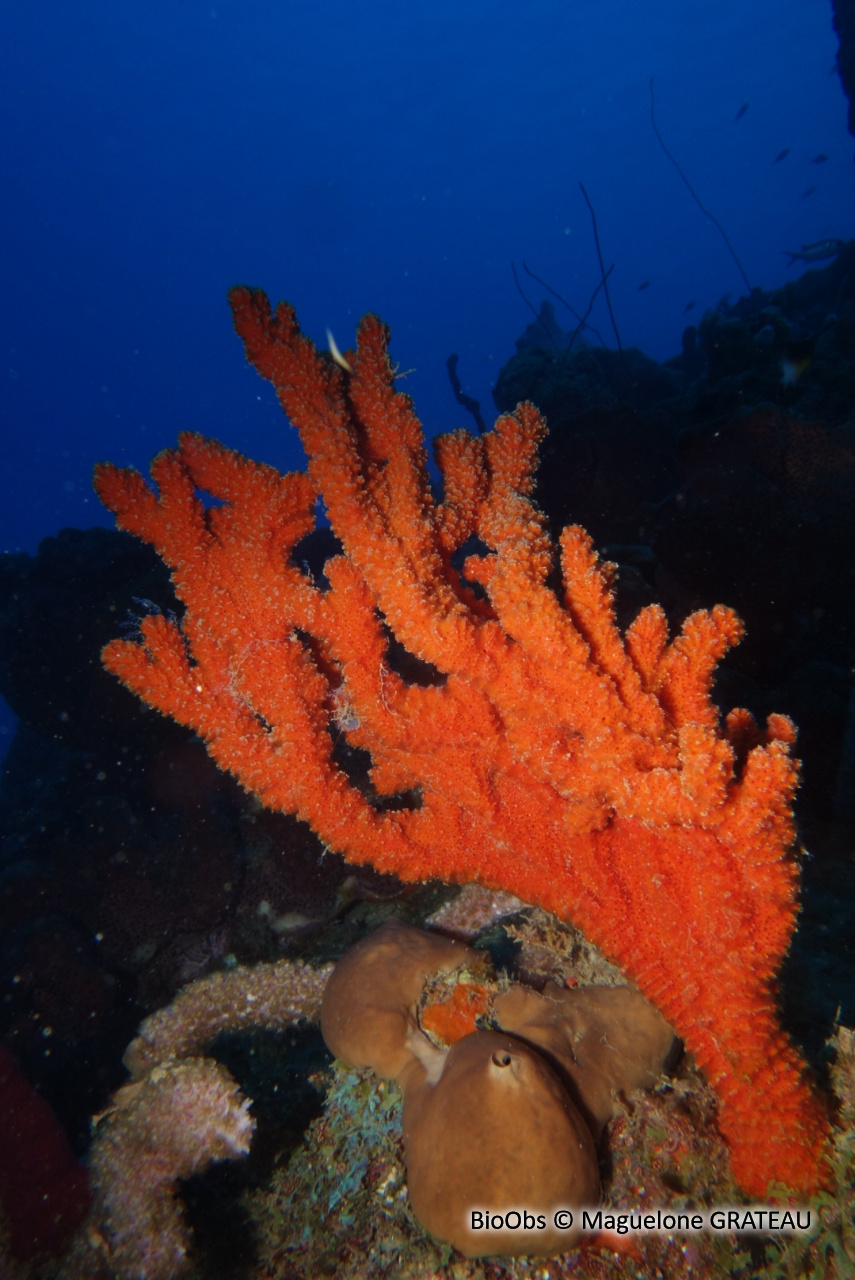 Axinelle rouge-orange - Ptilocaulis walpersii - Maguelone GRATEAU - BioObs