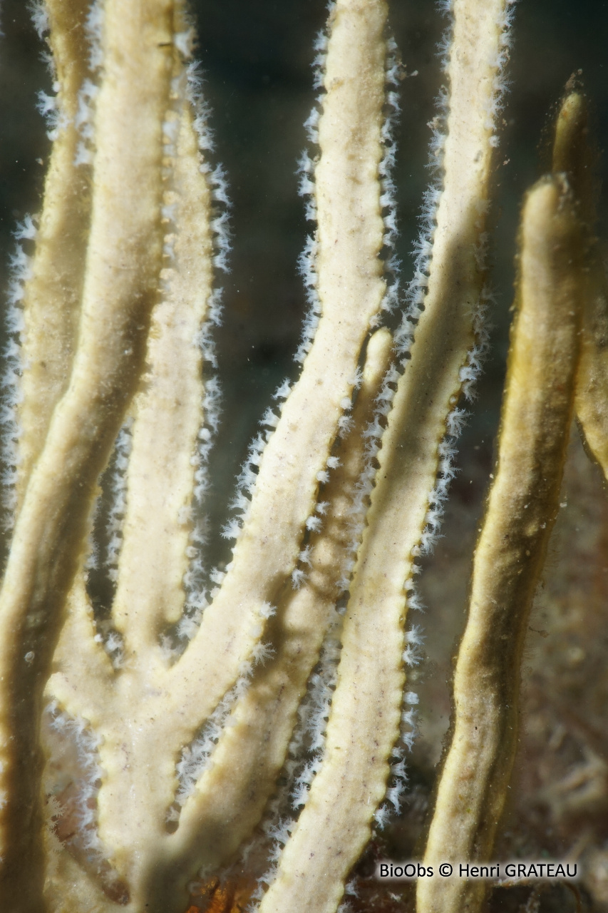 Gorgone martinet - Pterogorgia guadalupensis - Henri GRATEAU - BioObs