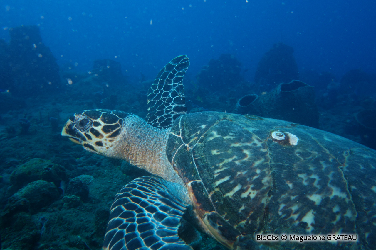 Balane ronde des tortues marines - Chelonibia testudinaria - Maguelone GRATEAU - BioObs