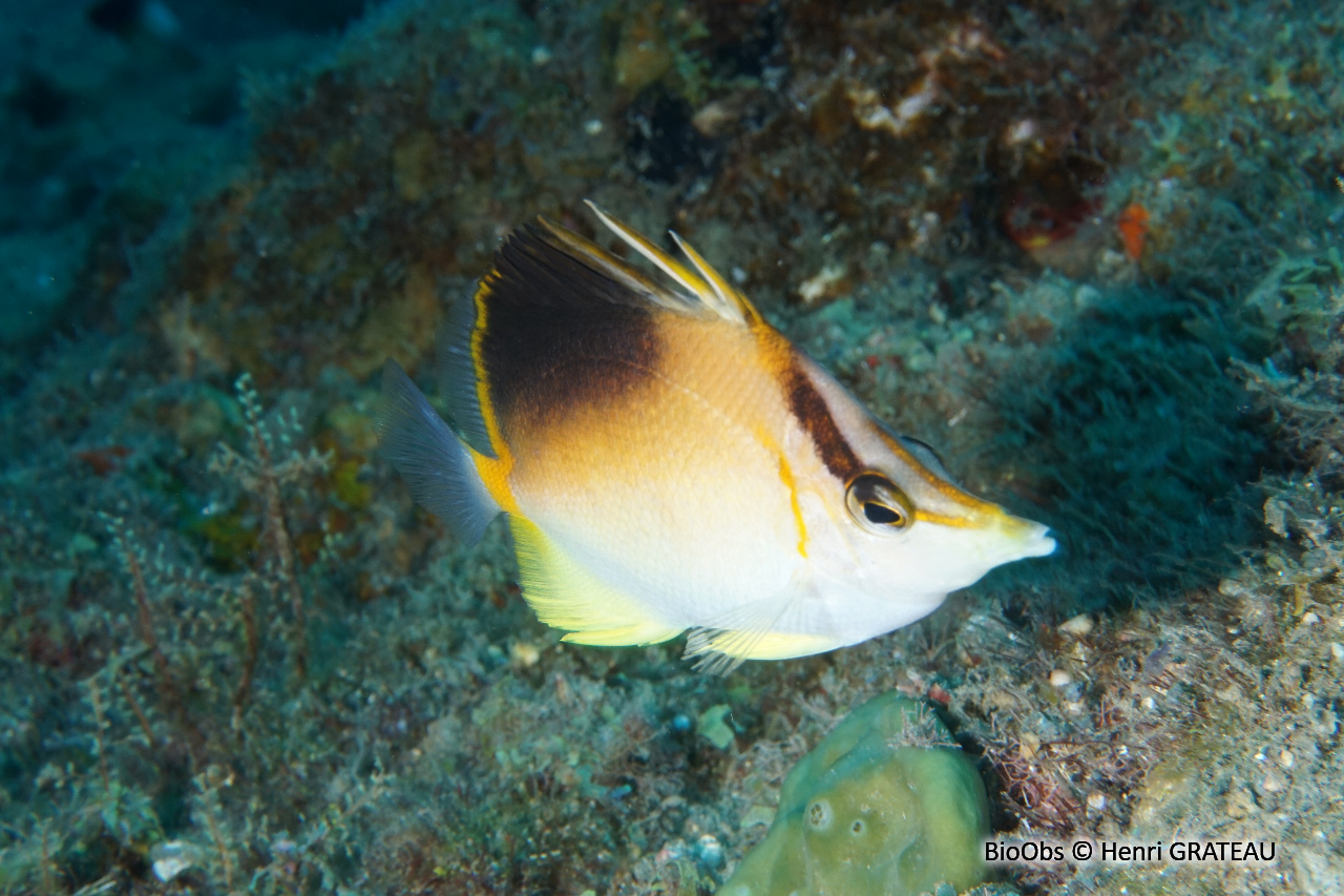 Papillon à bec des Caraïbes - Prognathodes aculeatus - Henri GRATEAU - BioObs