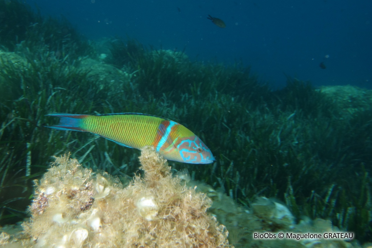 Girelle paon - Thalassoma pavo - Maguelone GRATEAU - BioObs