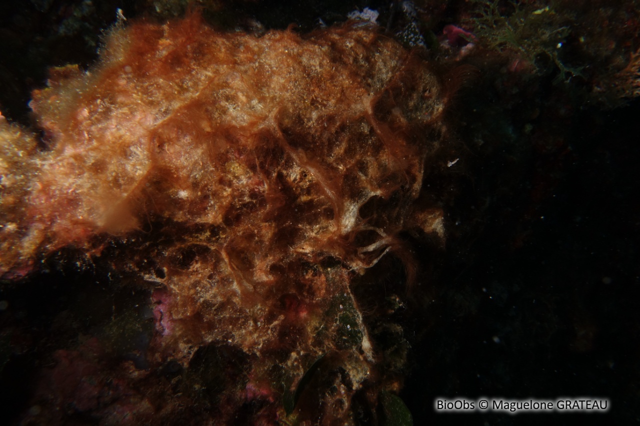 Polysiphonia - Womersleyella setacea - Maguelone GRATEAU - BioObs