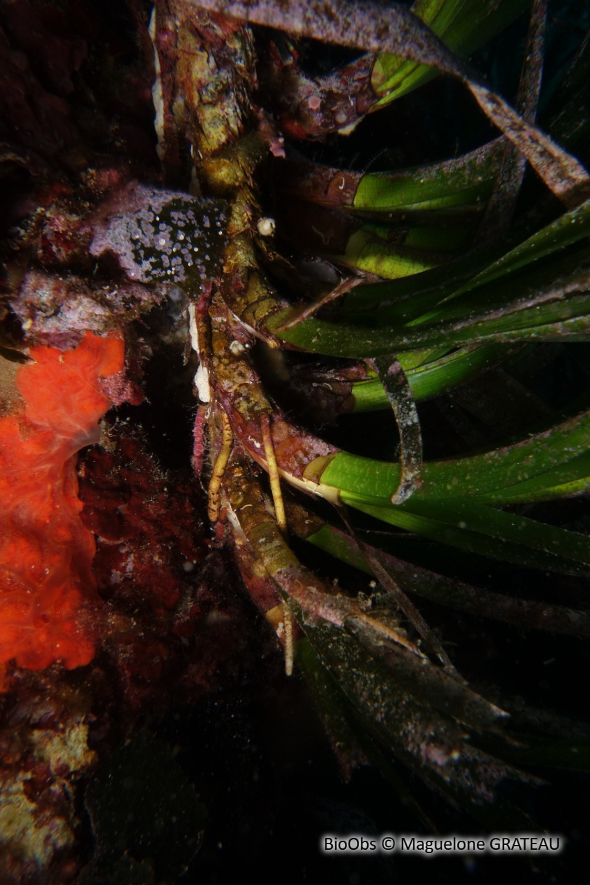 Posidonie - Posidonia oceanica - Maguelone GRATEAU - BioObs