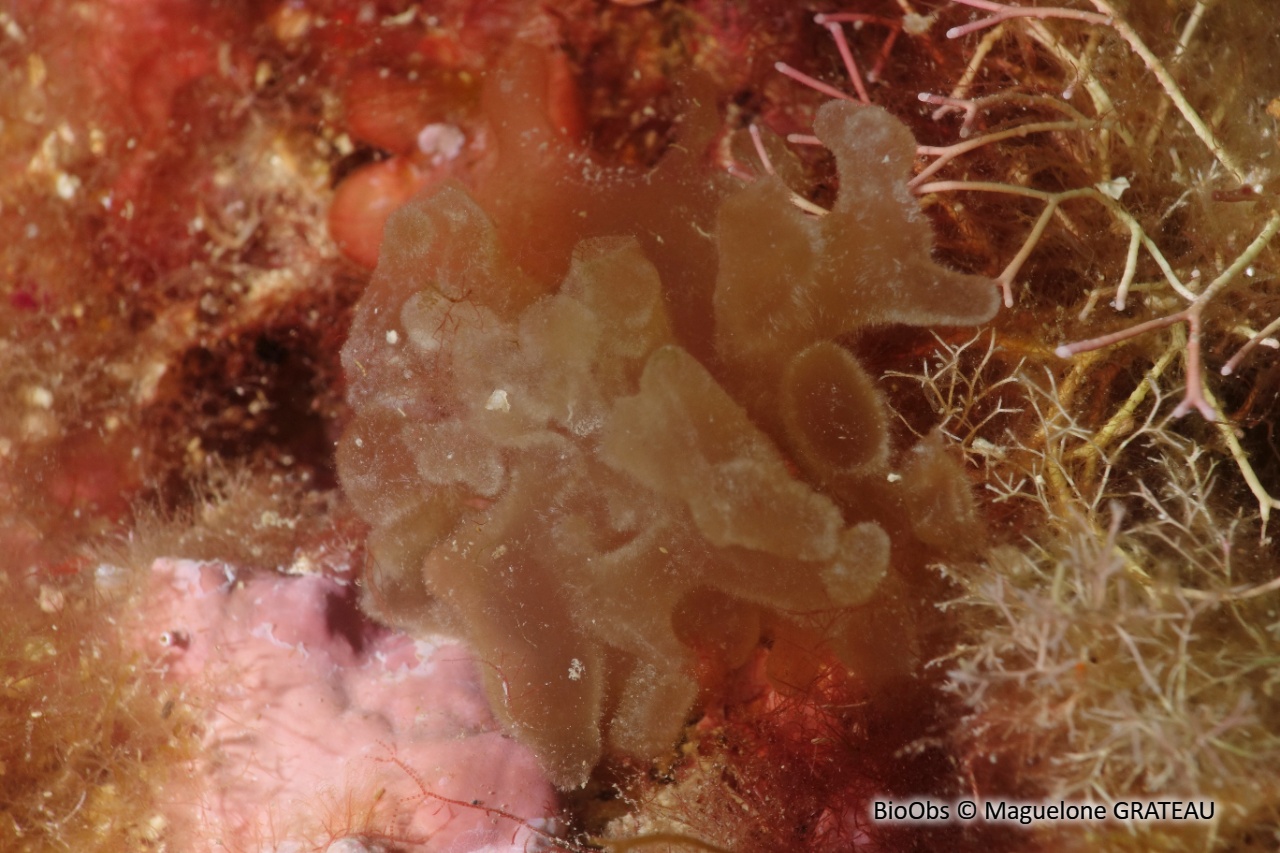Predaea d'Ollivier - Predaea ollivieri - Maguelone GRATEAU - BioObs