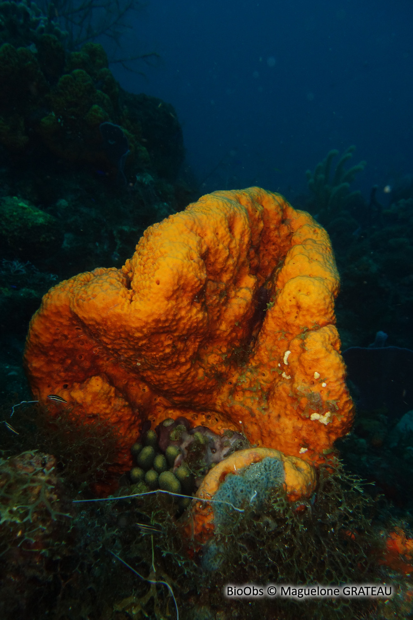 Eponge orange - Agelas clathrodes - Maguelone GRATEAU - BioObs