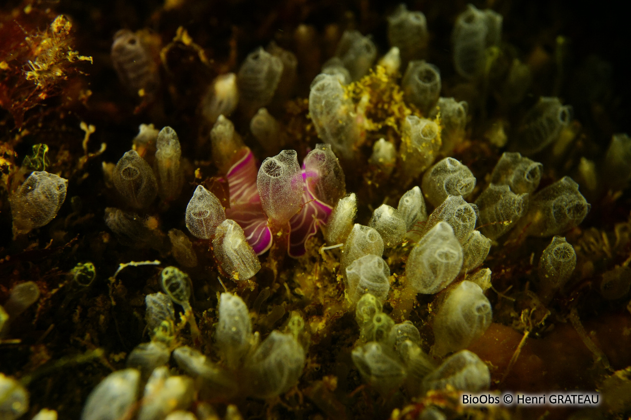 Claveline naine de l'Atlantique - Pycnoclavella atlantica - Henri GRATEAU - BioObs