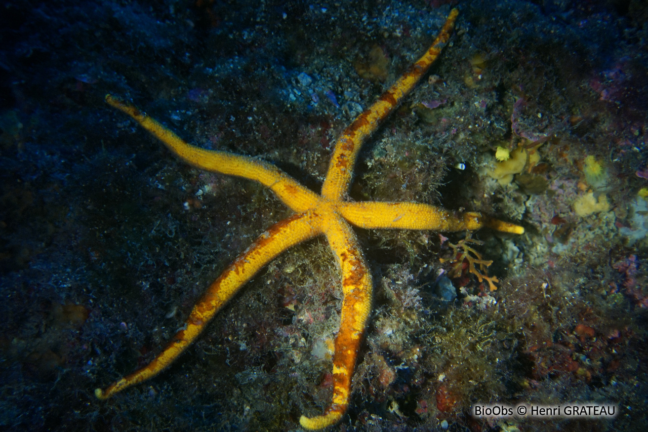 Etoile de mer aux longs bras - Chaetaster longipes - Henri GRATEAU - BioObs