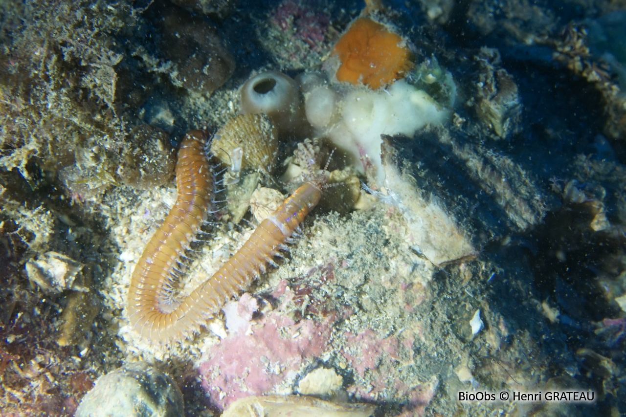 Ver rouge à collier - Leodice torquata - Henri GRATEAU - BioObs