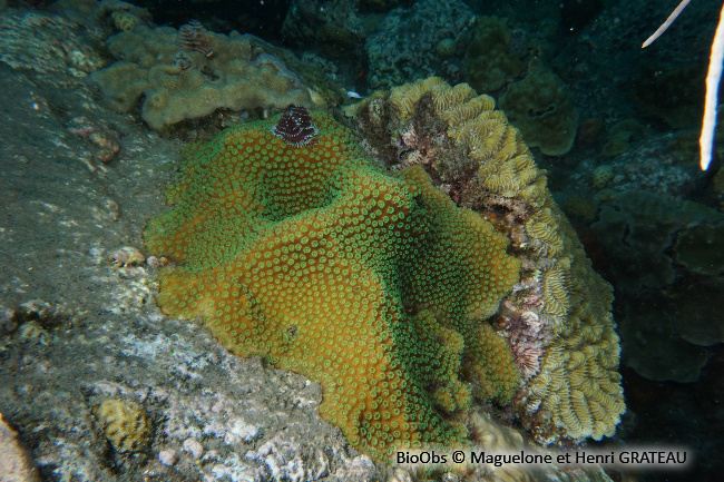 Corail étoilé massif - Orbicella annularis - Maguelone GRATEAU - BioObs
