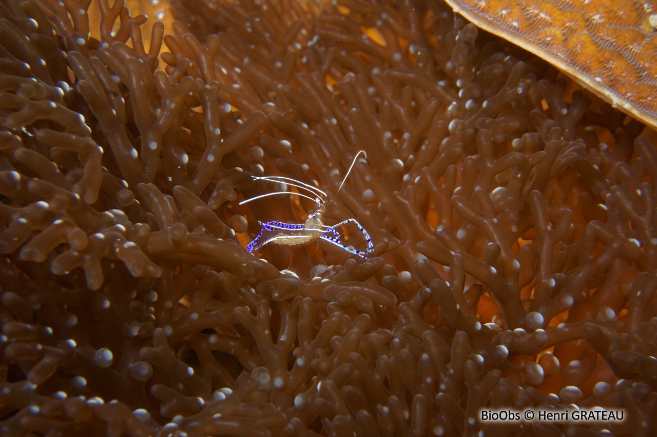 Crevette nettoyeuse de Pederson - Ancylomenes pedersoni - Henri GRATEAU - BioObs