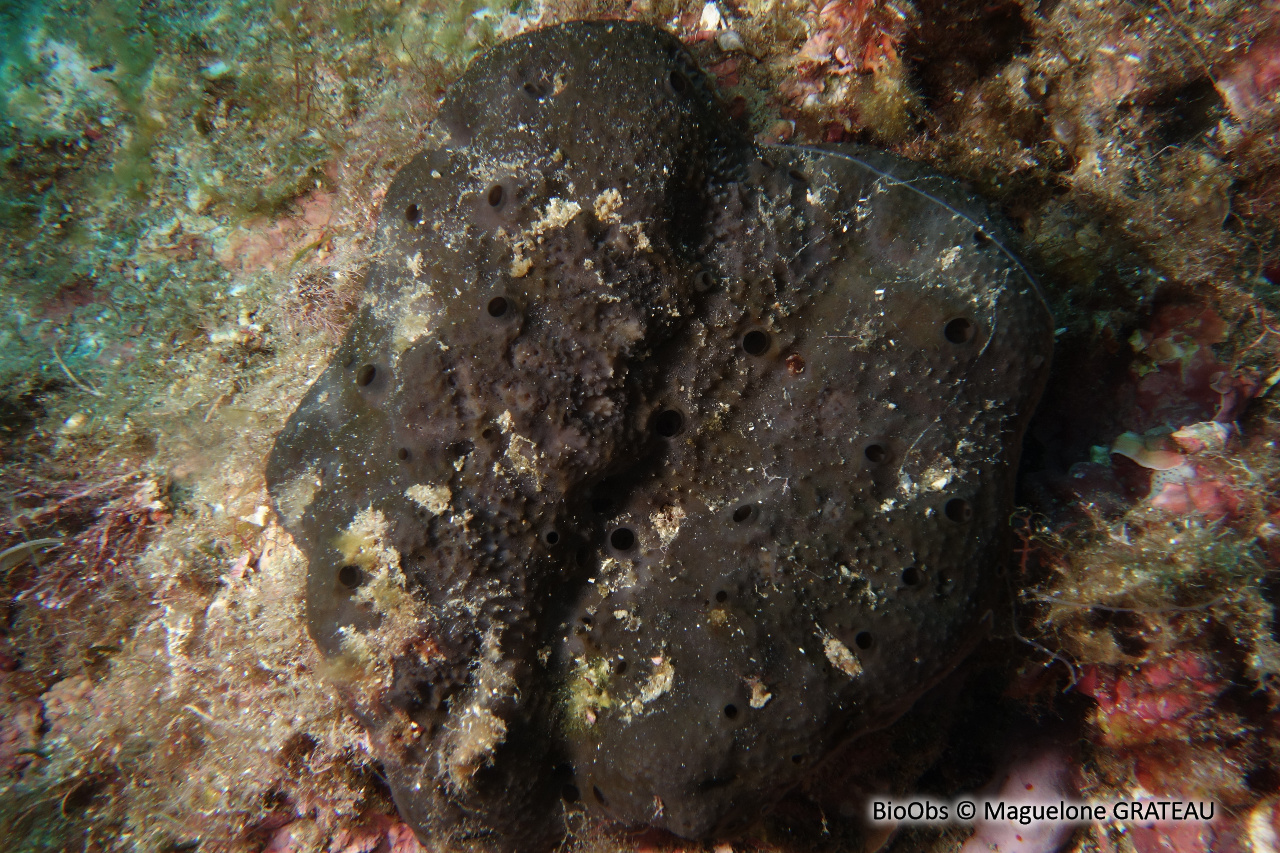 Ircinie noire épineuse - Sarcotragus spinosulus - Maguelone GRATEAU - BioObs