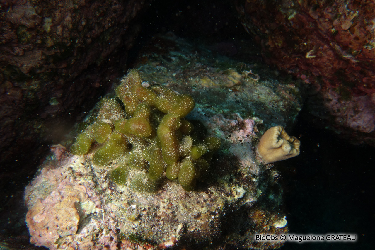 Codium mamelonné - Codium coralloides - Maguelone GRATEAU - BioObs