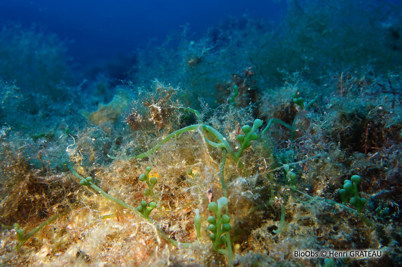 Caulerpe cylindracée - Caulerpa cylindracea - Henri GRATEAU - BioObs