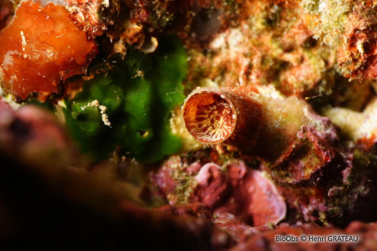 Grand vermet - Thylacodes arenarius - Henri GRATEAU - BioObs