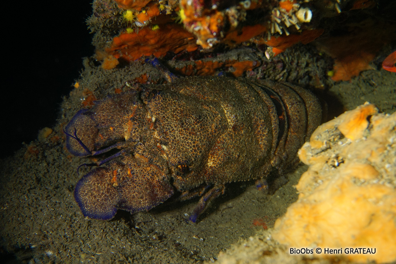Grande cigale - Scyllarides latus - Henri GRATEAU - BioObs