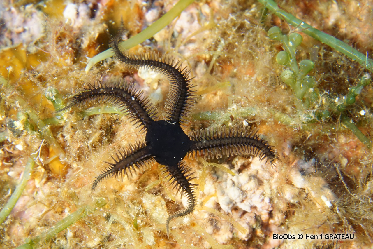 Ophiure noire - Ophiocomina nigra - Henri GRATEAU - BioObs