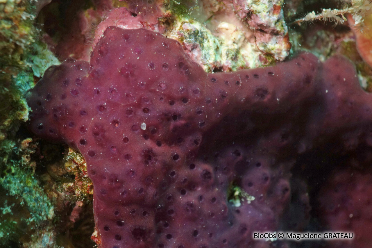 Ascidie coloniale pourpre - Cystodytes dellechiajei - Maguelone GRATEAU - BioObs