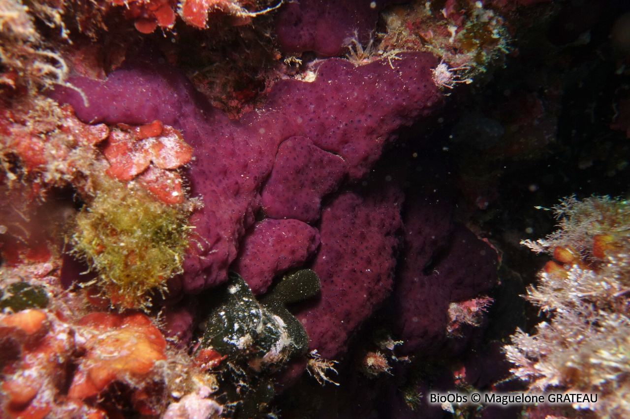 Ascidie coloniale pourpre - Cystodytes dellechiajei - Maguelone GRATEAU - BioObs