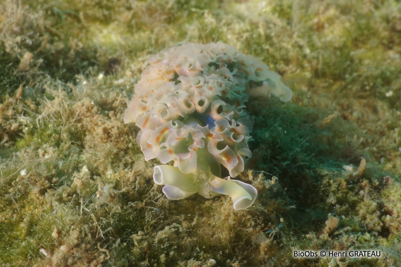 Limace de mer frisée - Elysia crispata - Henri GRATEAU - BioObs