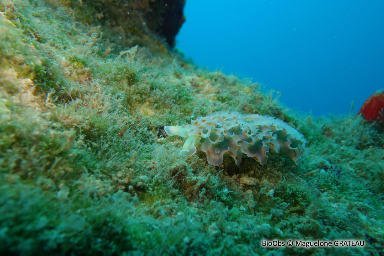 Limace de mer frisée - Elysia crispata - Maguelone GRATEAU - BioObs