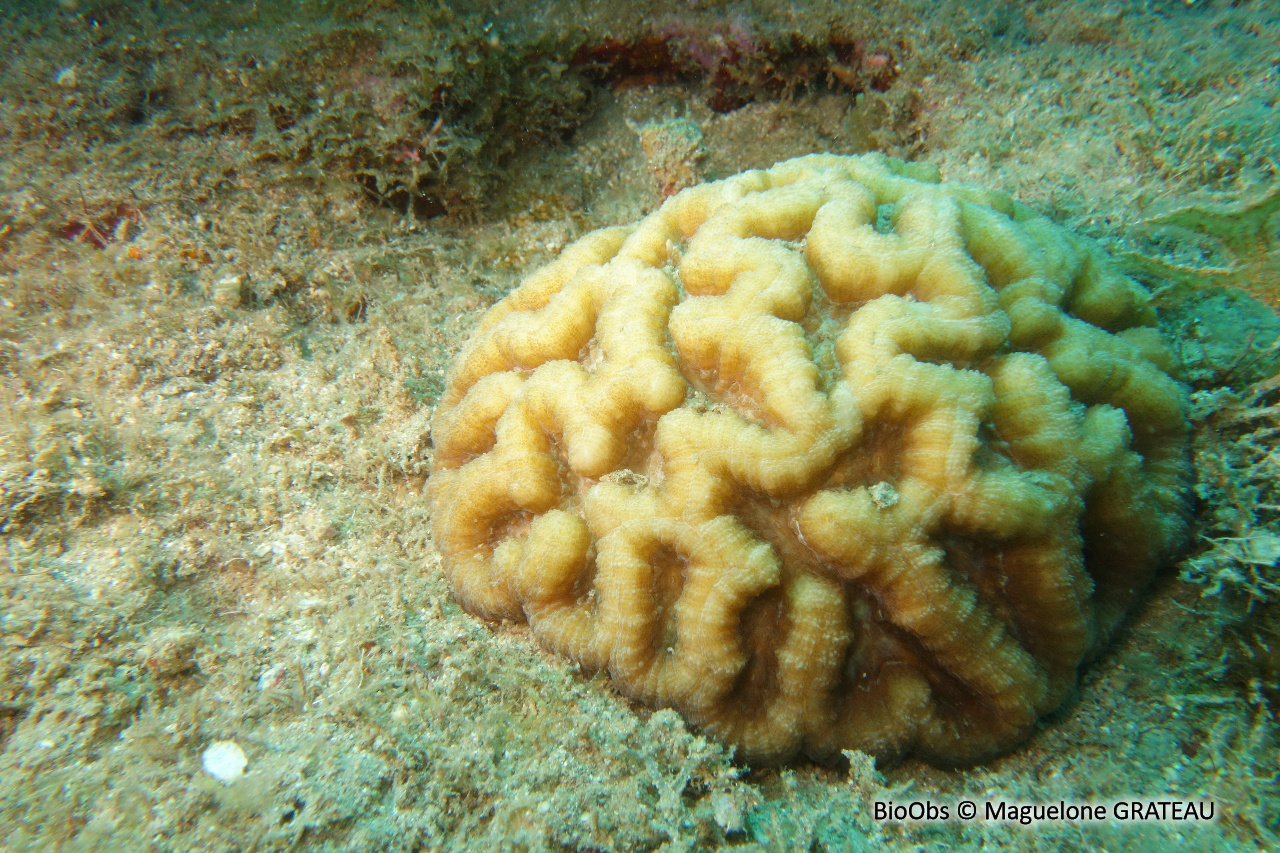 Corail cactus sinueux - Isophyllia sinuosa - Maguelone GRATEAU - BioObs