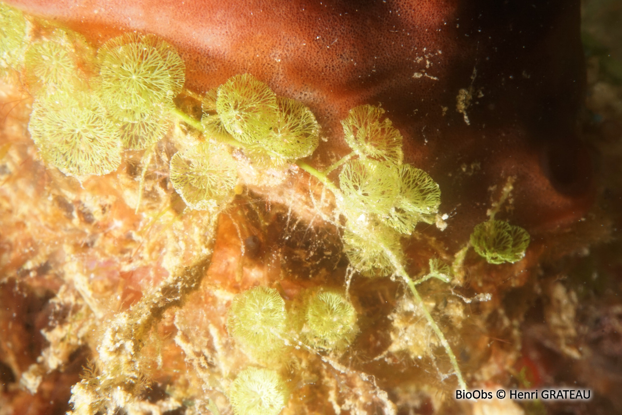 Algue petit pompon - Caulerpa verticillata - Henri GRATEAU - BioObs