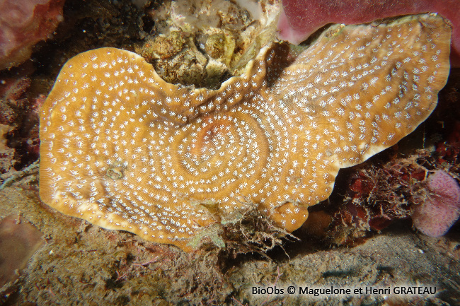 Agarice de Lamarck - Agaricia lamarcki - Maguelone GRATEAU - BioObs