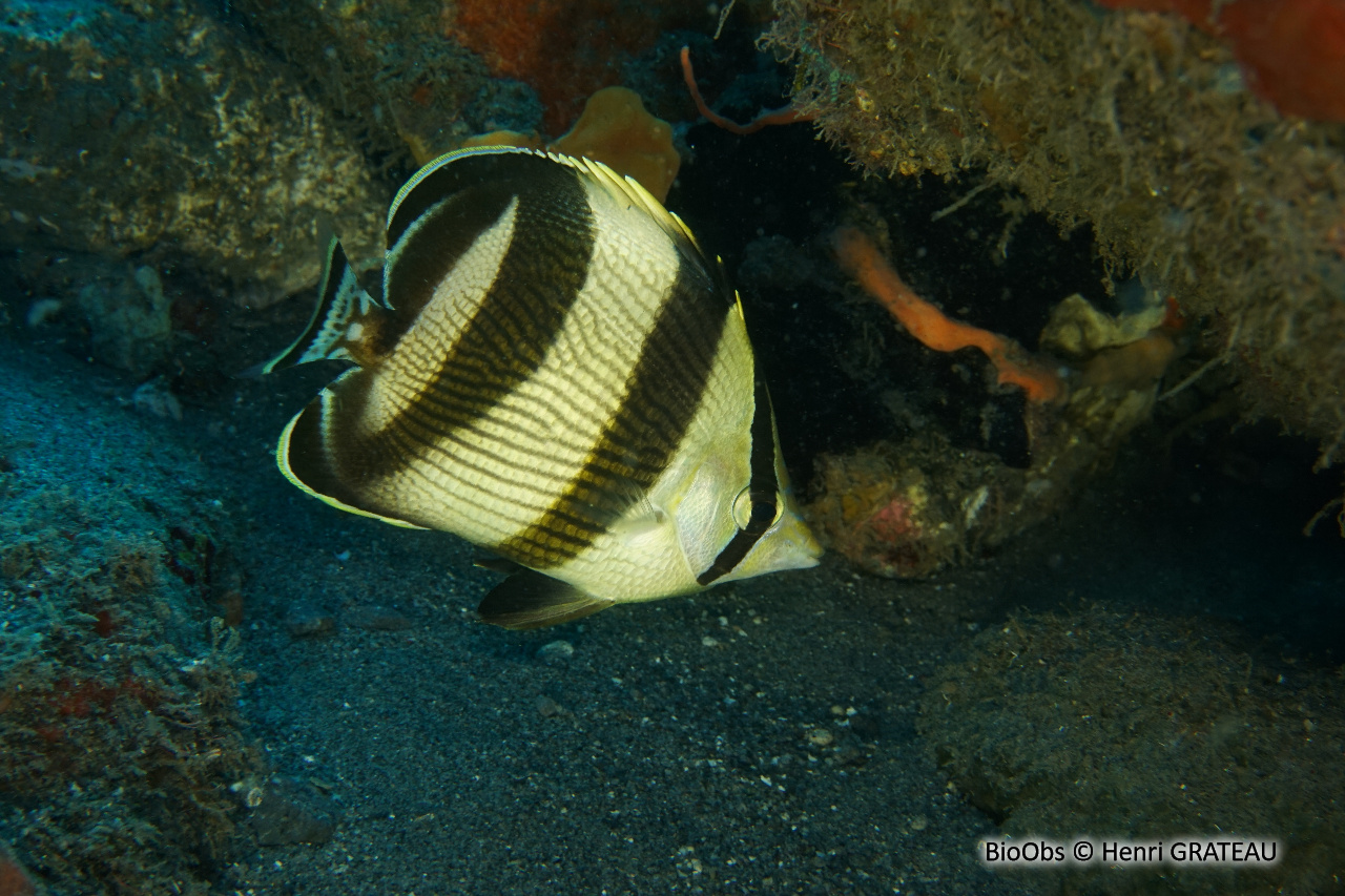 Poisson-papillon strié - Chaetodon striatus - Henri GRATEAU - BioObs