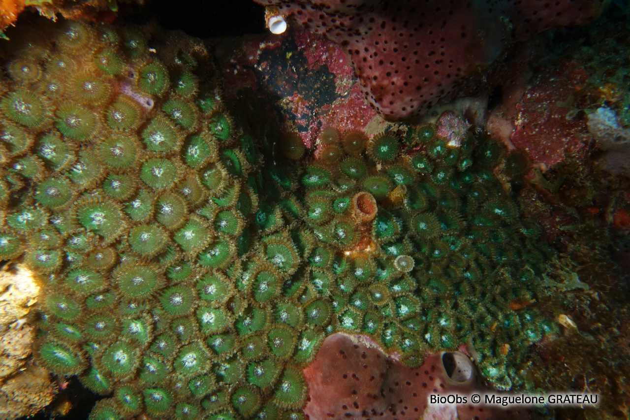 Zoanthaire lapis - Zoanthus pulchellus - Maguelone GRATEAU - BioObs