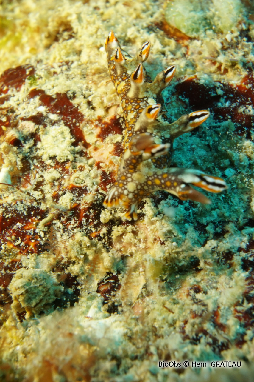 Bornelle anguille - Bornella anguilla - Henri GRATEAU - BioObs