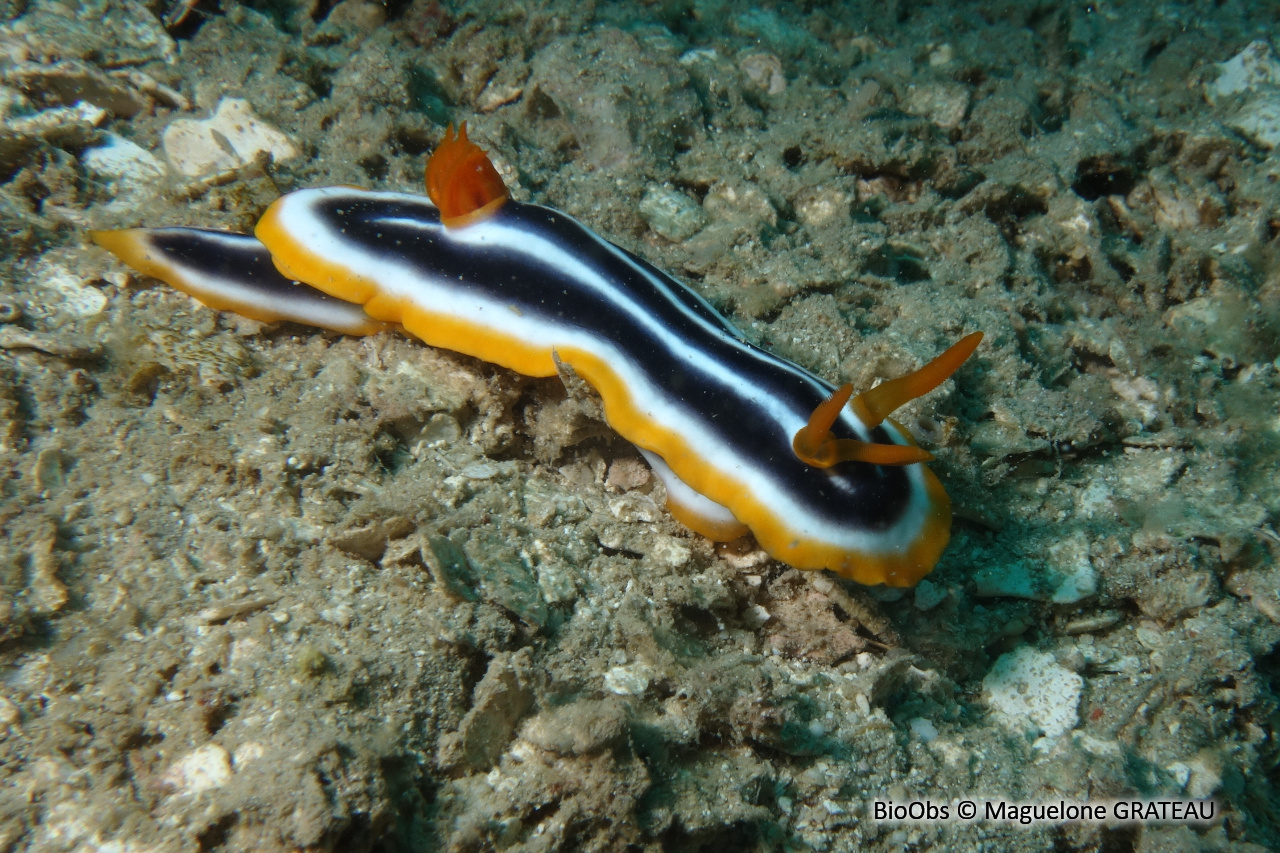 Chromodoris africain - Chromodoris africana - Maguelone GRATEAU - BioObs