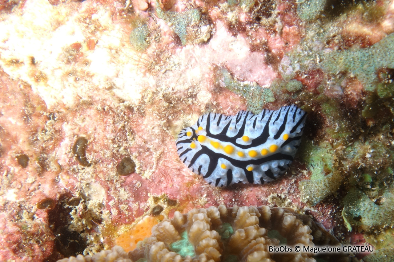Phyllidie indienne - Phyllidia marindica - Maguelone GRATEAU - BioObs