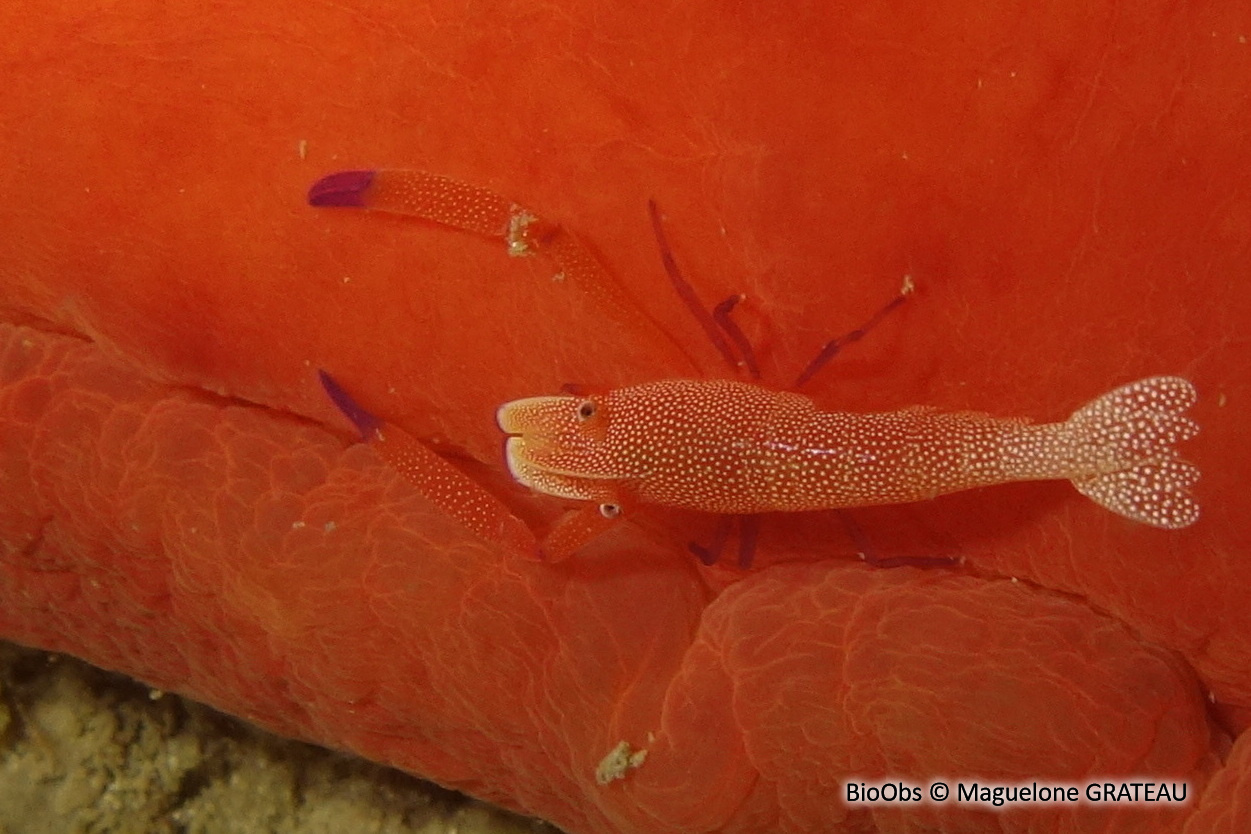 Crevette nettoyeuse impériale - Zenopontonia rex - Maguelone GRATEAU - BioObs