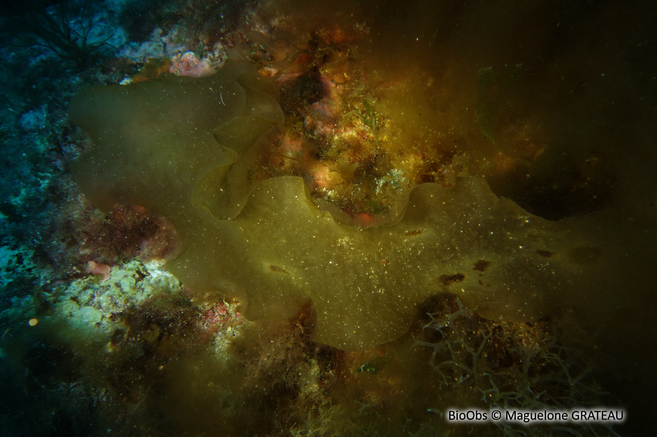 Algue petite feuille de tabac - Phyllariopsis brevipes - Maguelone GRATEAU - BioObs