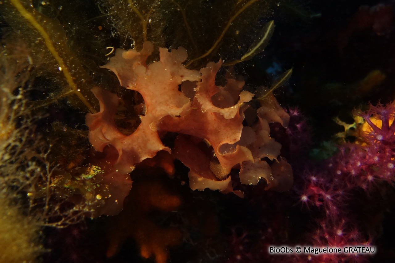 Feuille de Solier - Spatoglossum solieri - Maguelone GRATEAU - BioObs