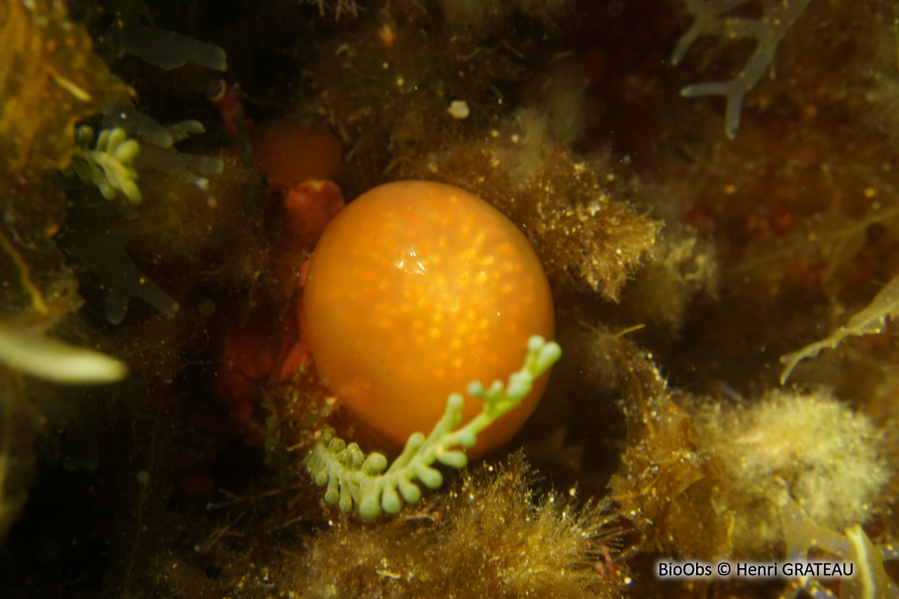 Pseudodistoma corse - Pseudodistoma cyrnusense - Henri GRATEAU - BioObs