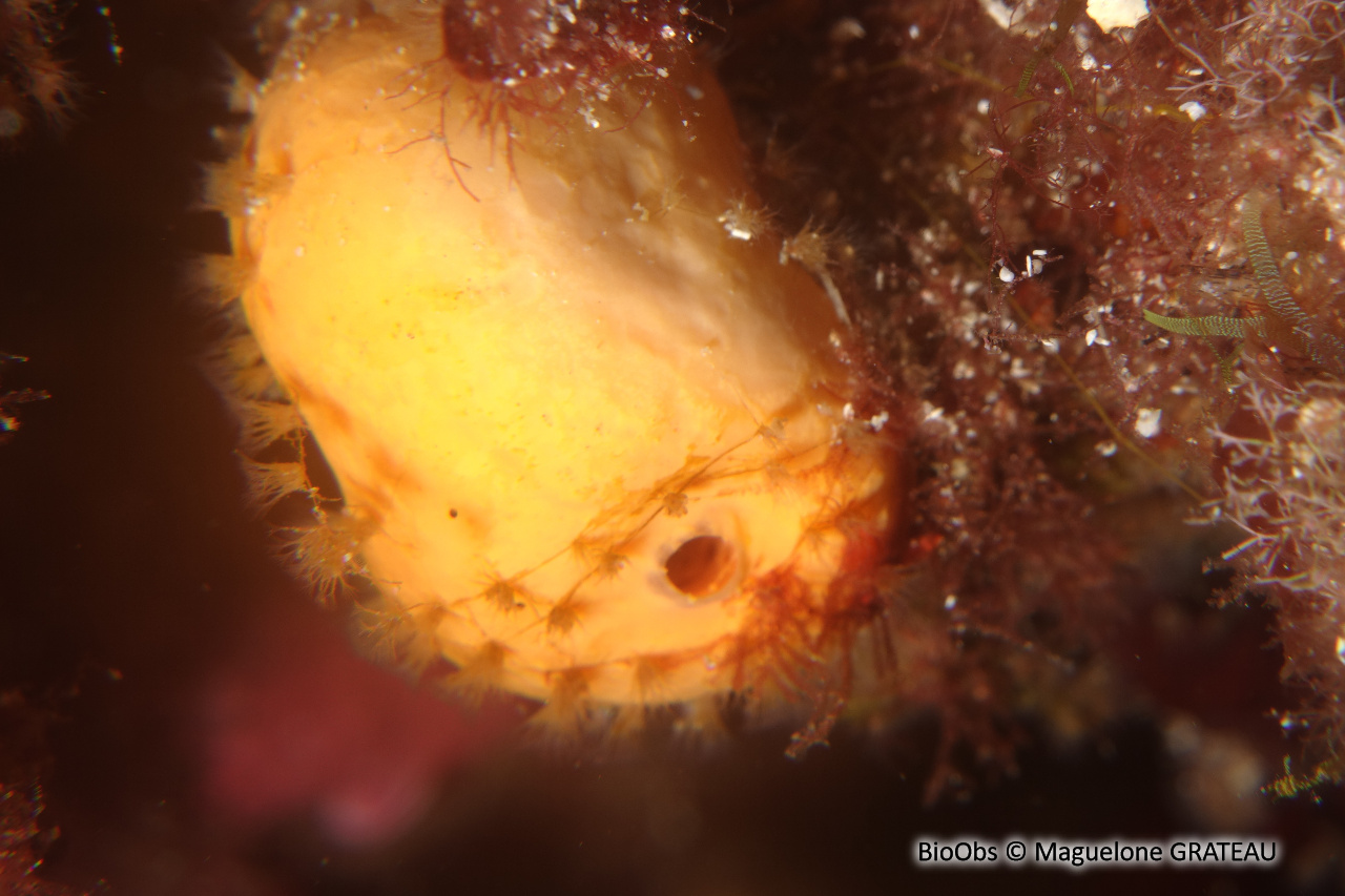 Valkérie tubéreuse - Walkeria tuberosa - Maguelone GRATEAU - BioObs